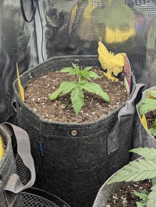 ZodaZa - Umami. Week 2