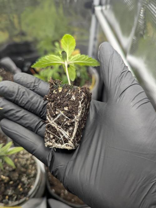 Zhampagne - Compound Genetics. Week 1