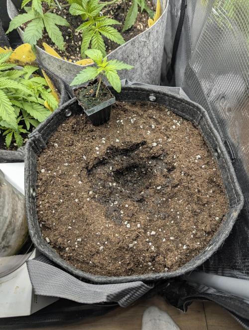 Zhampagne - Compound Genetics. Week 1