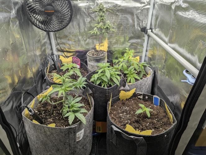 Zhampagne - Compound Genetics. Week 1