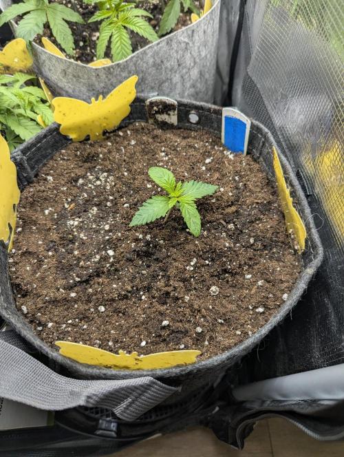 Zhampagne - Compound Genetics. Week 1