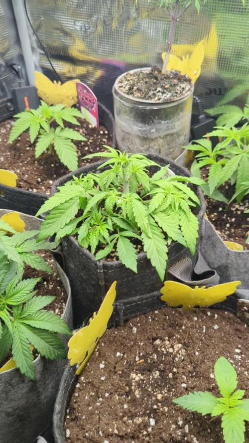 AlienZ Automatic - Greenhouse Seed Co.