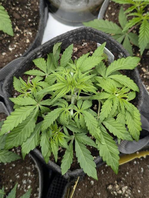 AlienZ Automatic - Greenhouse Seed Co.. Week 3