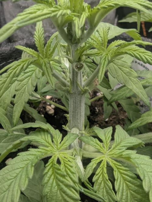 AlienZ Automatic - Greenhouse Seed Co.. Week 3