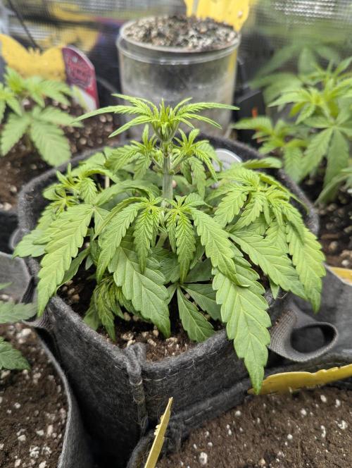 AlienZ Automatic - Greenhouse Seed Co.. Week 3