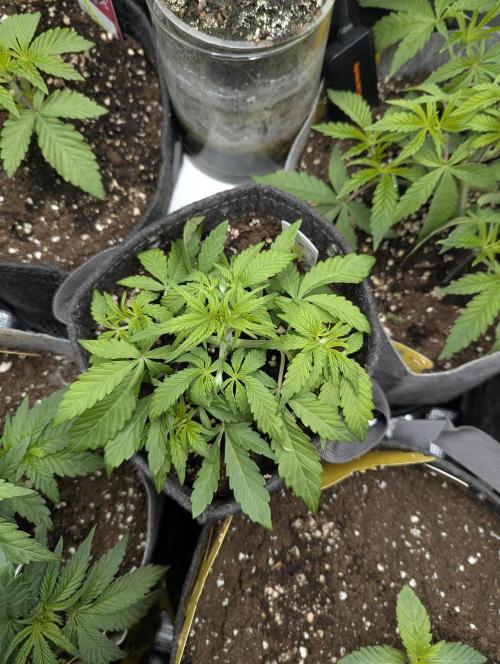 AlienZ Automatic - Greenhouse Seed Co.. Week 3