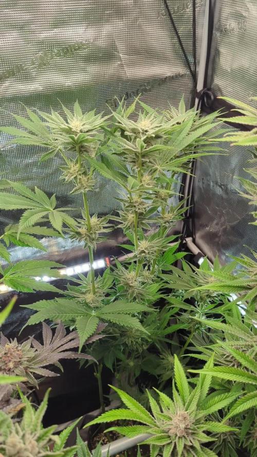 RS11 x Banana OG - Barney's Farm