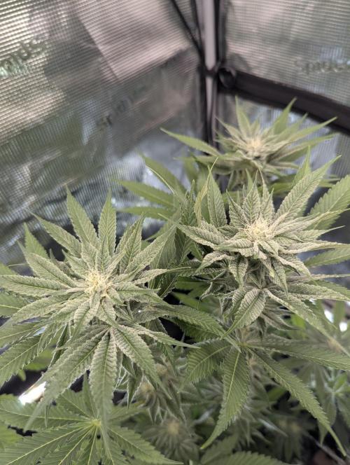 RS11 x Banana OG - Barney's Farm. Week 10