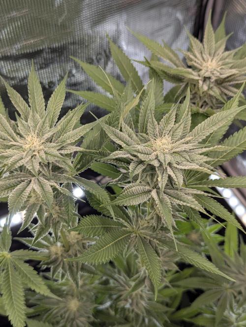 RS11 x Banana OG - Barney's Farm. Week 10