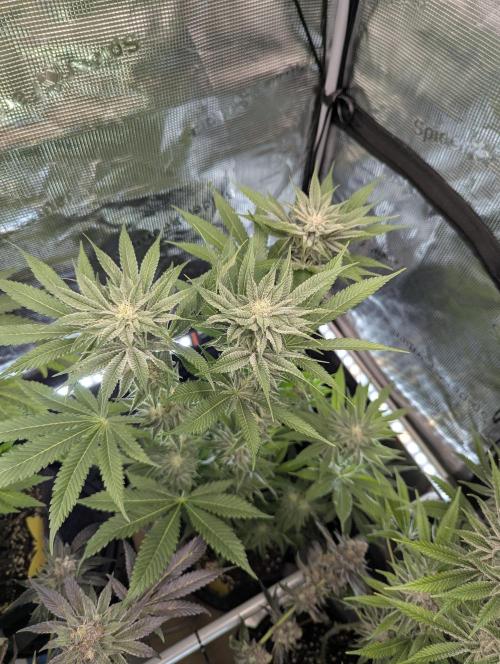 RS11 x Banana OG - Barney's Farm. Week 10