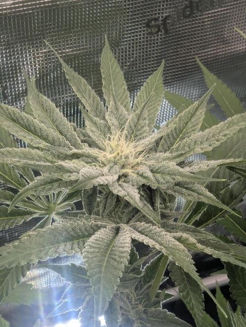 RS11 x Banana OG - Barney's Farm. Week 10