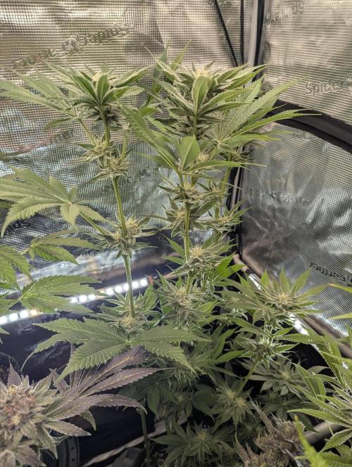 RS11 x Banana OG - Barney's Farm. Week 10