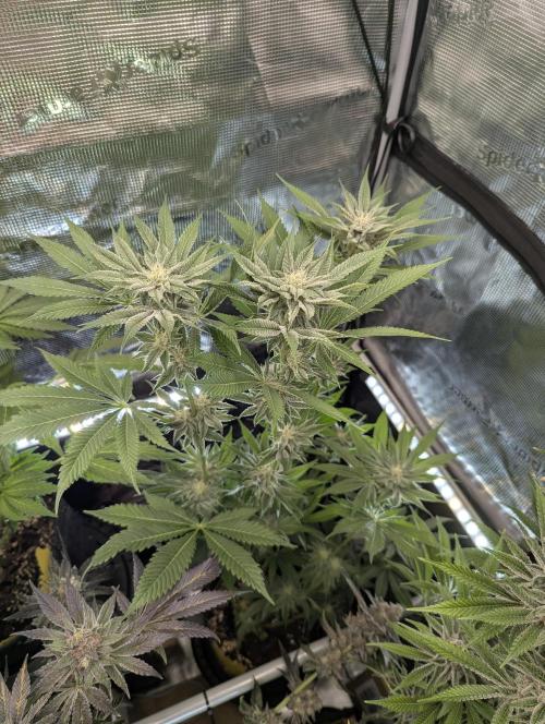 RS11 x Banana OG - Barney's Farm. Week 10