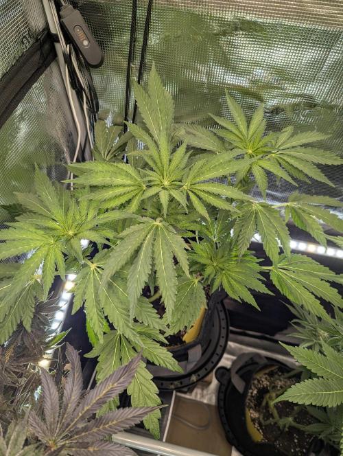 Zkittlez - Growers Choice. Week 6