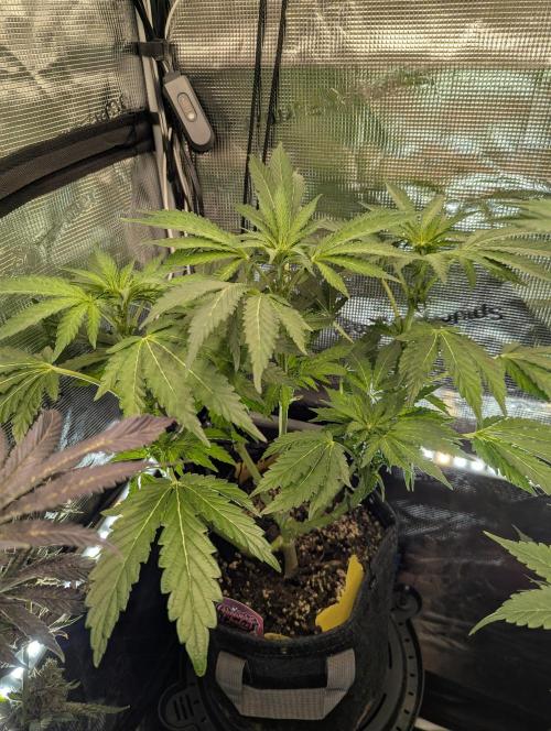 Zkittlez - Growers Choice. Week 6