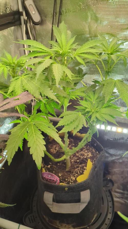 Zkittlez - Growers Choice