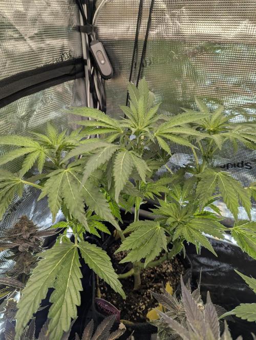 Zkittlez - Growers Choice. Week 6