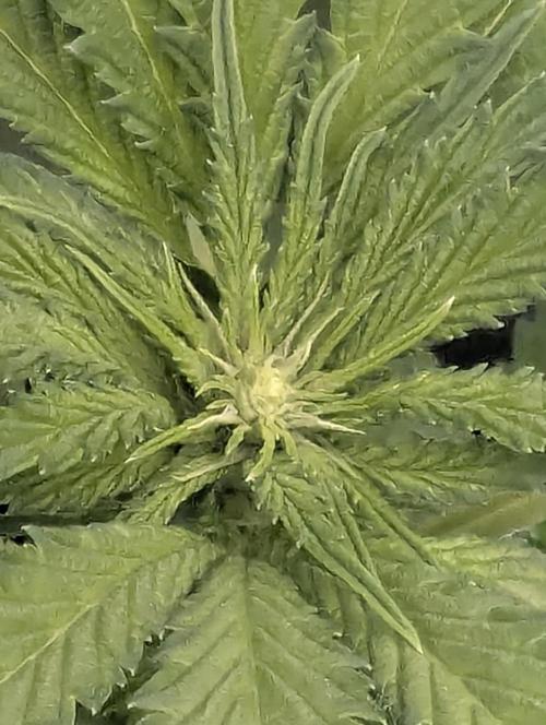 Zkittlez - Growers Choice. Week 6