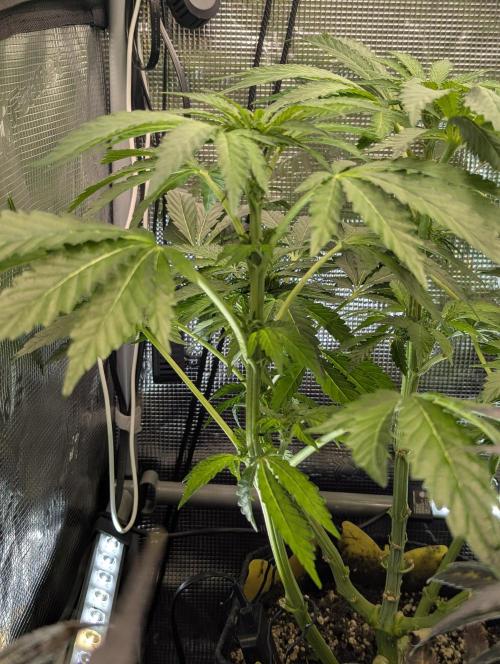 Zkittlez - Growers Choice. Week 6