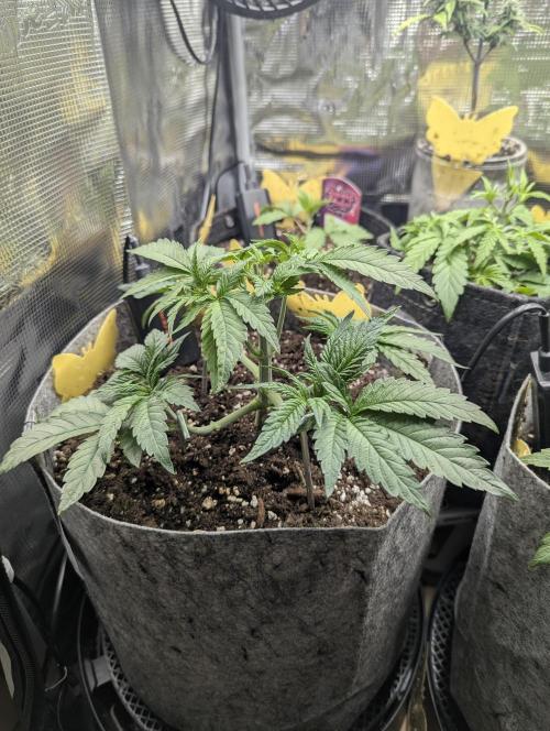 British Delight - Wizard Trees. Week 4