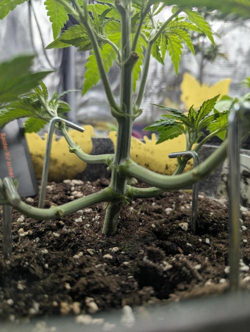 British Delight - Wizard Trees. Week 4