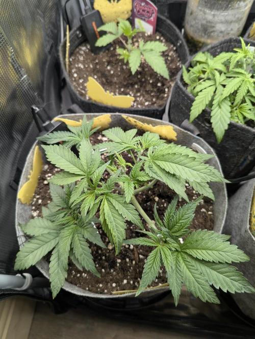 British Delight - Wizard Trees. Week 4