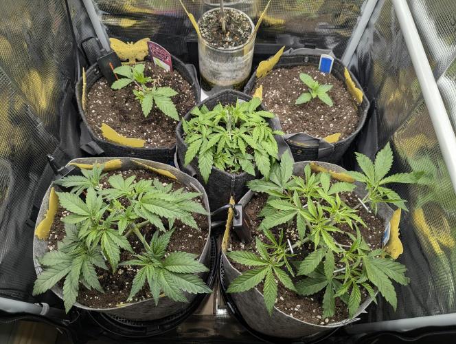 British Delight - Wizard Trees. Week 4