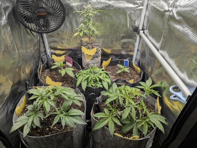 British Delight - Wizard Trees. Week 4