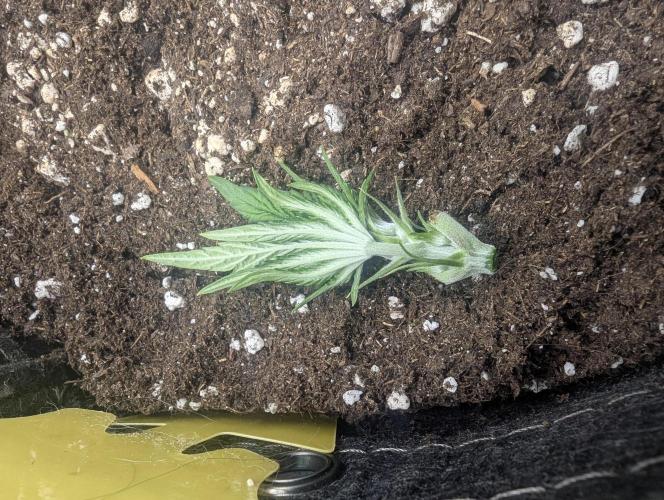 British Delight - Wizard Trees. Week 4