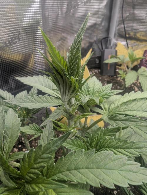 British Delight - Wizard Trees. Week 4