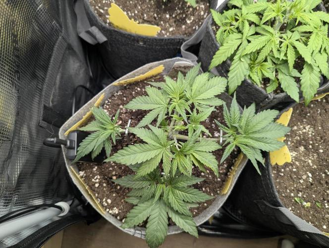 British Delight - Wizard Trees. Week 4