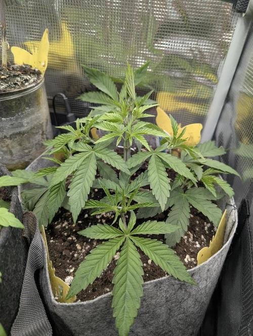 Wizard Fuel - Wizard Trees. Week 4