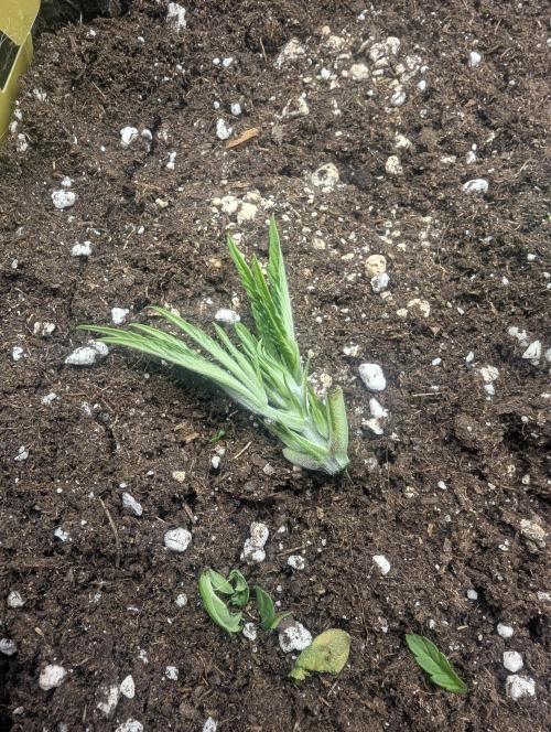 Wizard Fuel - Wizard Trees. Week 4