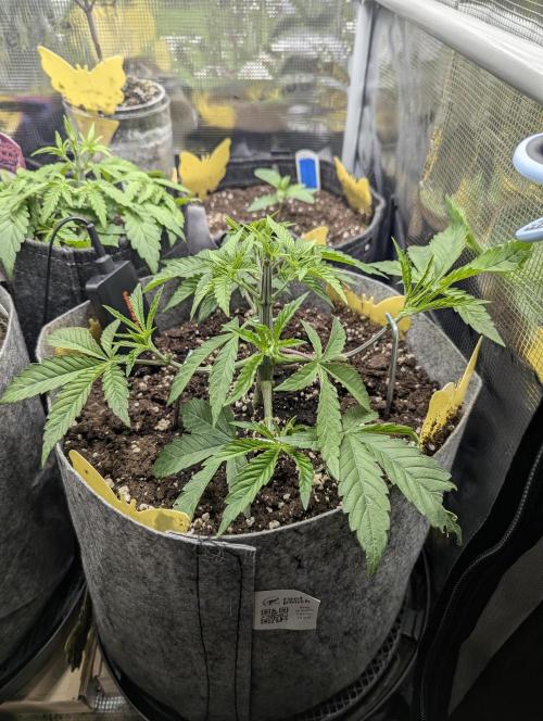 Wizard Fuel - Wizard Trees. Week 4