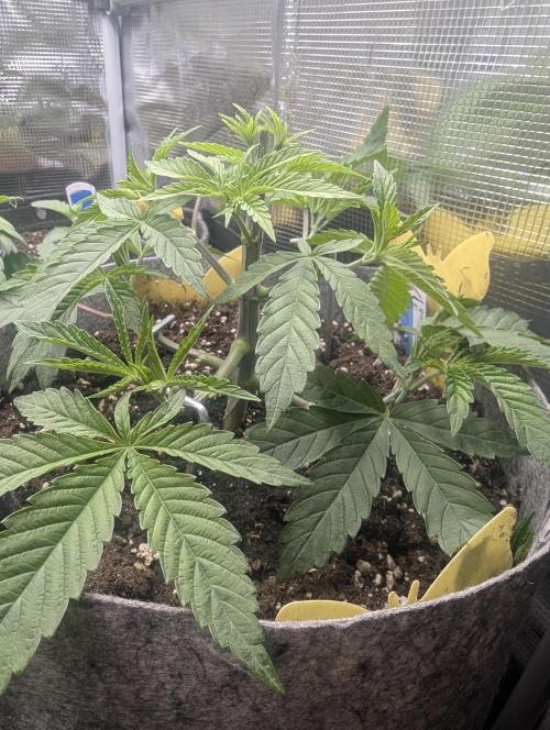 Wizard Fuel - Wizard Trees. Week 4