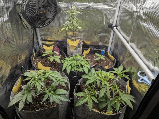 Wizard Fuel - Wizard Trees. Week 4