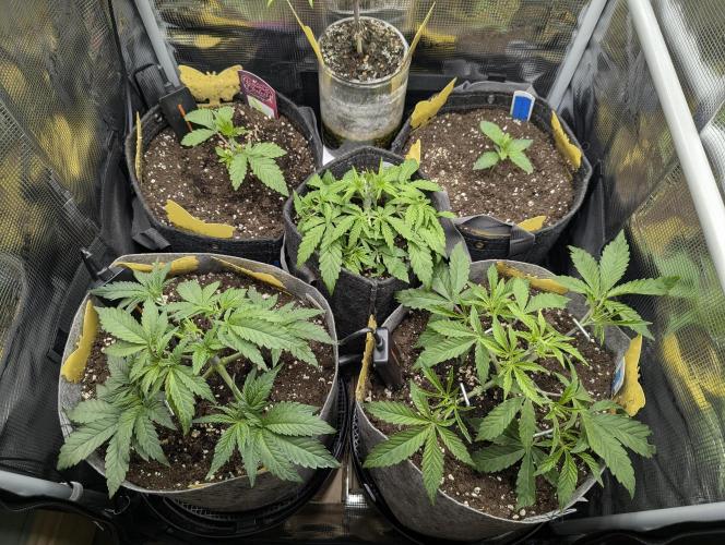 Wizard Fuel - Wizard Trees. Week 4