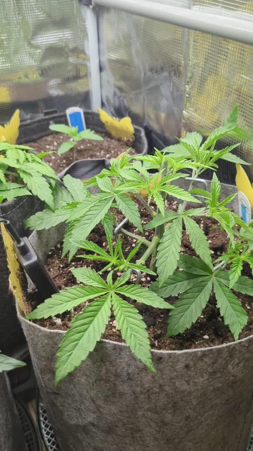 Wizard Fuel - Wizard Trees