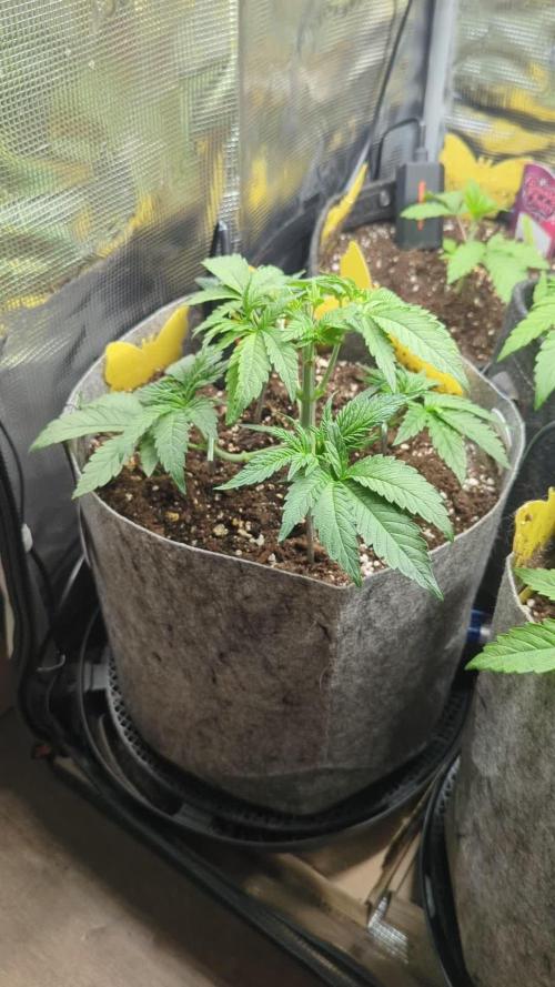 British Delight - Wizard Trees