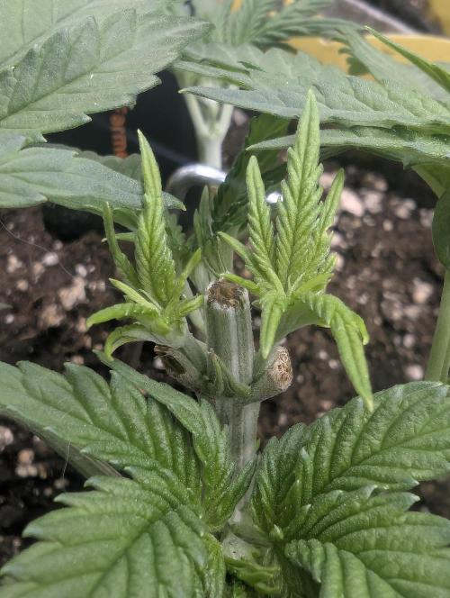 British Delight - Wizard Trees. Week 4