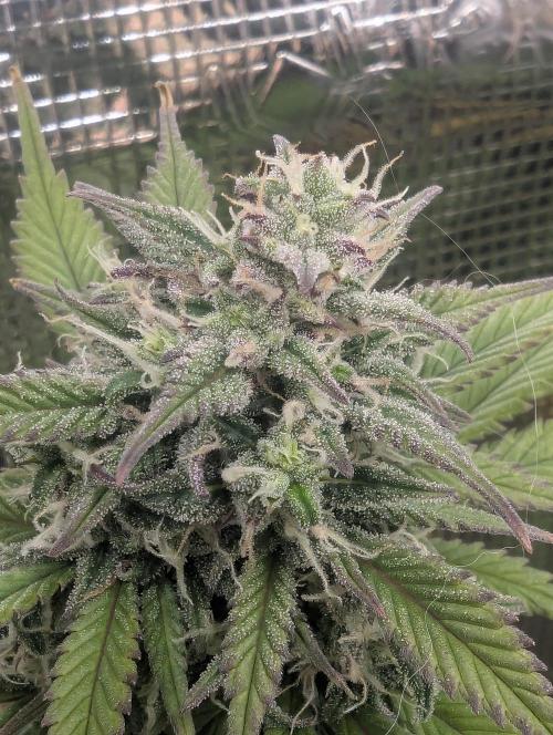 Strawberry Gorilla Auto - FastBuds. Week 7