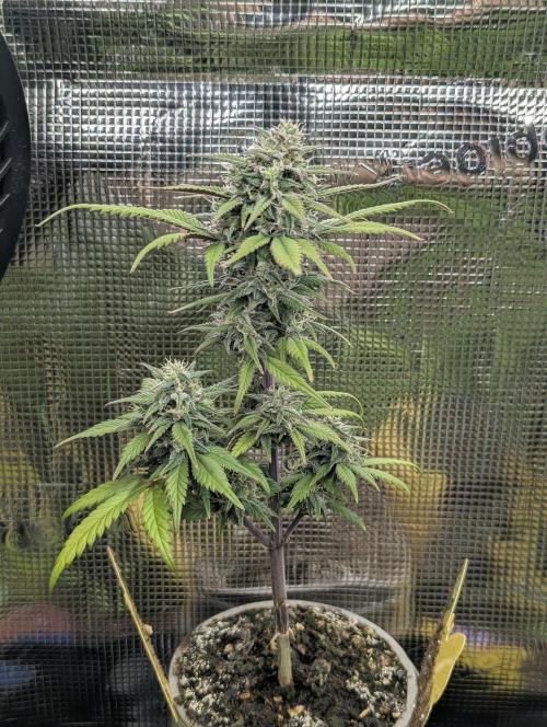 Strawberry Gorilla Auto - FastBuds. Week 7