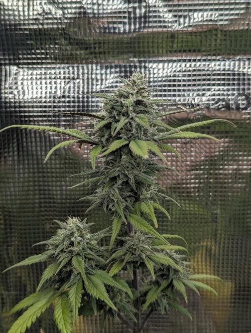 Strawberry Gorilla Auto - FastBuds. Week 7