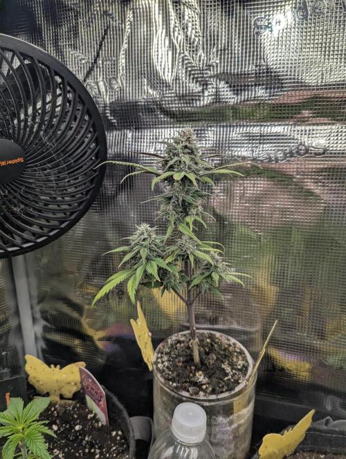 Strawberry Gorilla Auto - FastBuds. Week 7