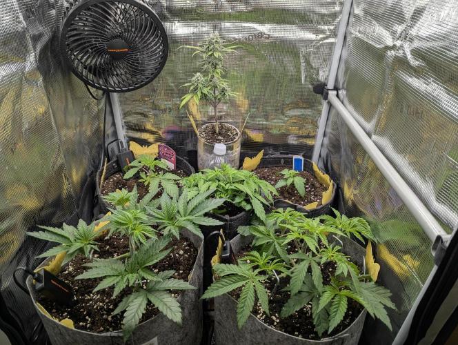 Strawberry Gorilla Auto - FastBuds. Week 7