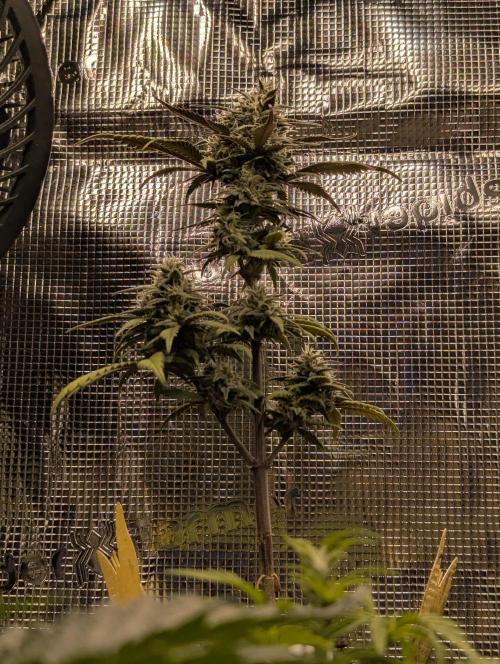 Strawberry Gorilla Auto - FastBuds. Week 7