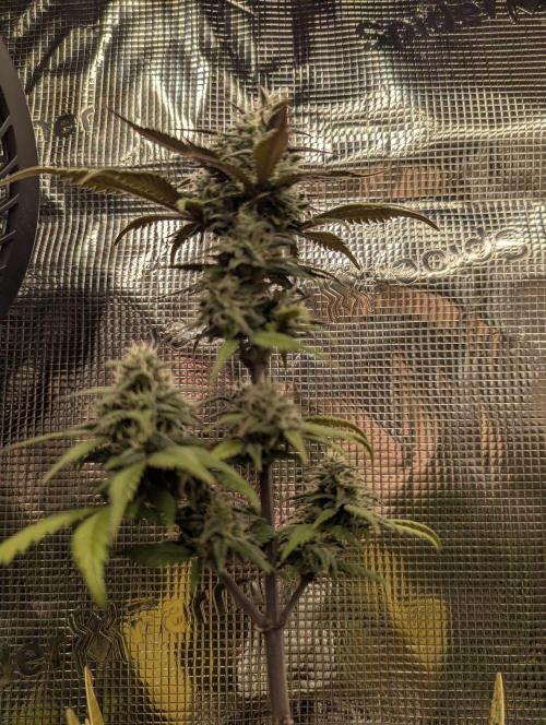 Strawberry Gorilla Auto - FastBuds. Week 7