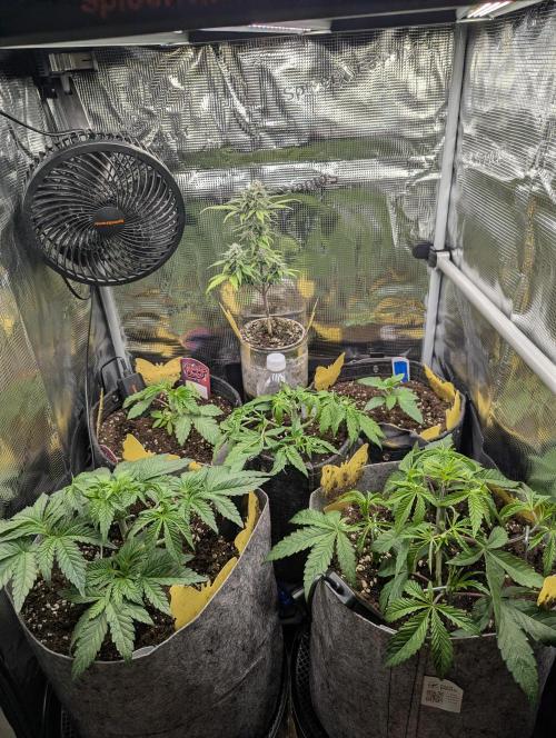 AlienZ Automatic - Greenhouse Seed Co.. Week 3