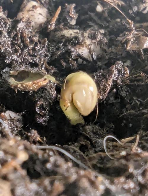 Monaco - Nine Weeks Harvest. Week 0