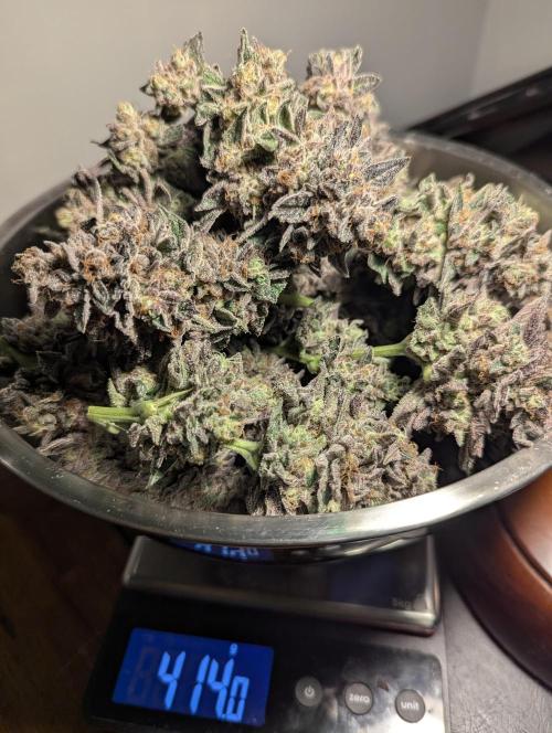 Black Cherry Gushers - Barney's Farm. Week 16